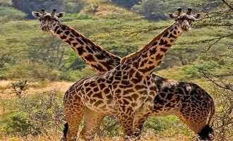 UGANDA | The Only Packing Checklist When Going On a Safari