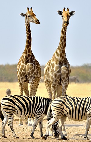 Image_11_kenya