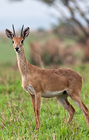 image_11_rwanda