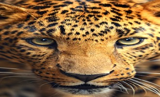 TRAFEKA | The No.1 Tour & Travel Operator In Africa