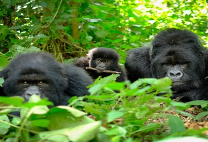 RWANDA | Safe Travel To Rwanda